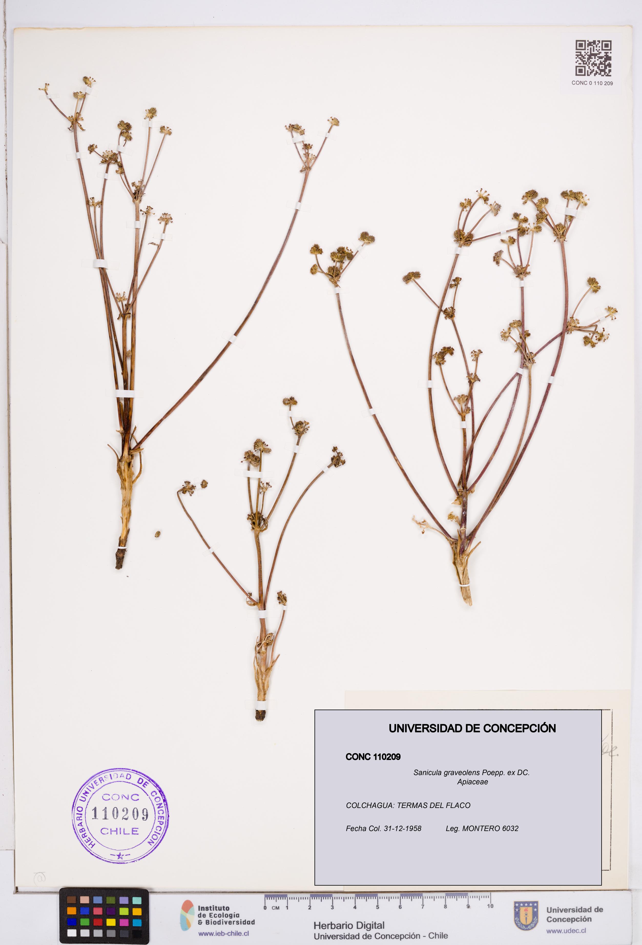 Sanicula graveolens [Espécimen: ]