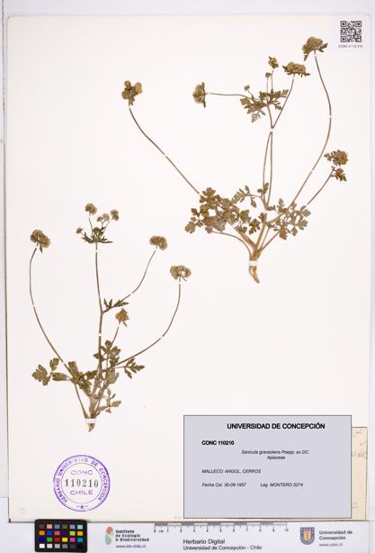 Sanicula graveolens [Espécimen: ]