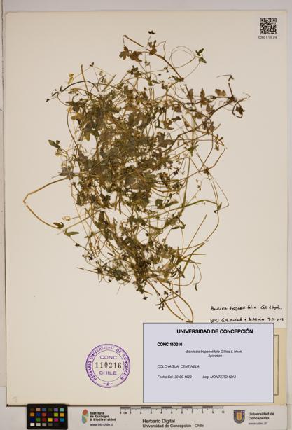 Bowlesia tropaeolifolia [Espécimen: ]