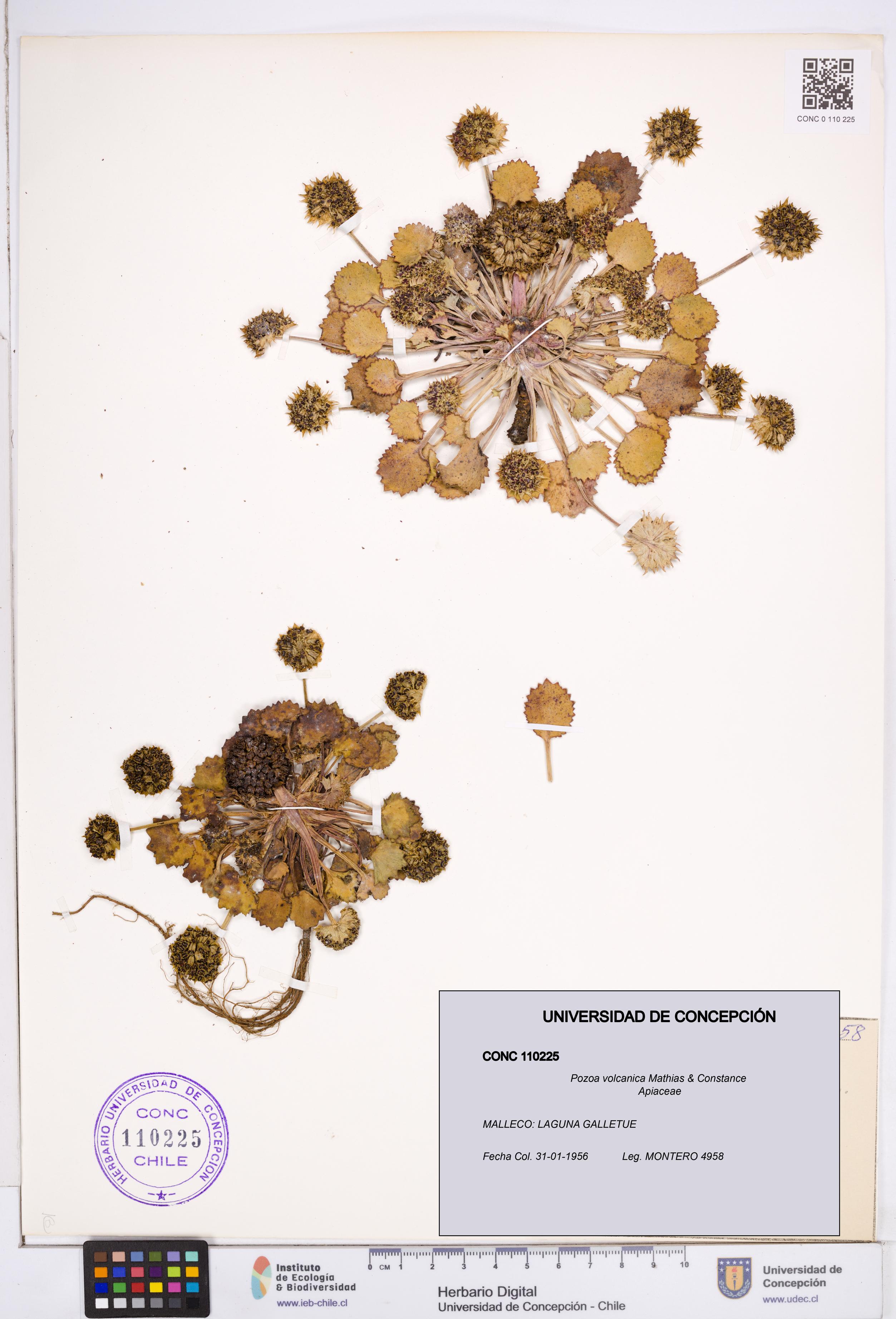 Pozoa volcanica [Espécimen: ]