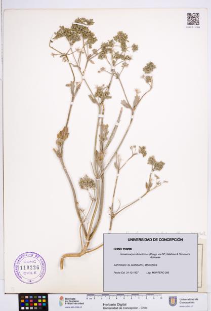 Homalocarpus dichotomus [Espécimen: ]