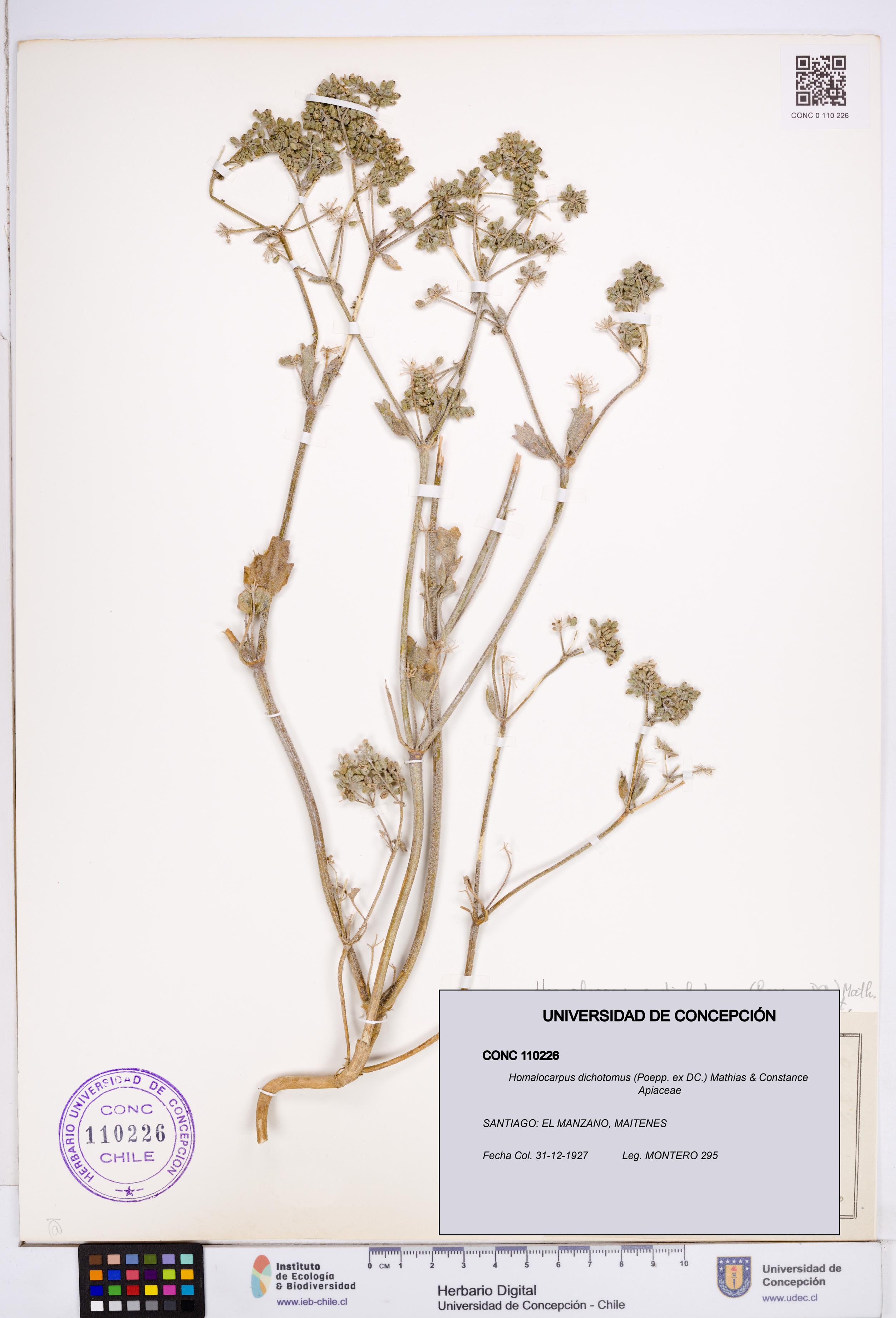 Homalocarpus dichotomus [Espécimen: ]