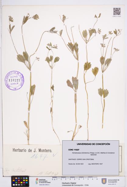Homalocarpus dichotomus [Espécimen: ]