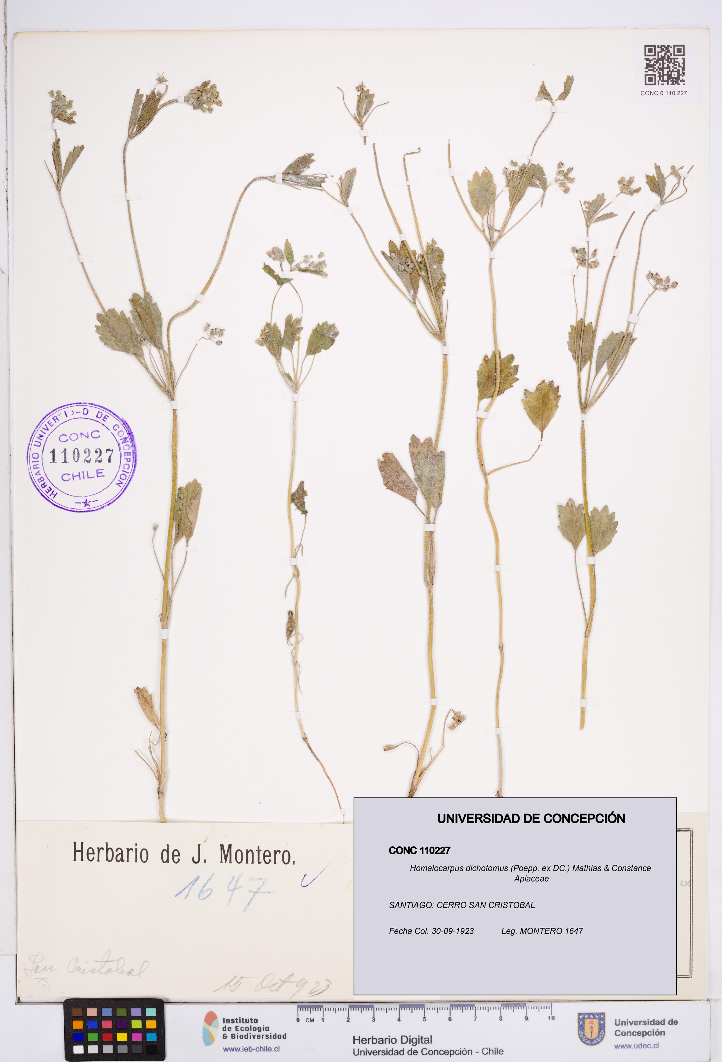 Homalocarpus dichotomus [Espécimen: ]