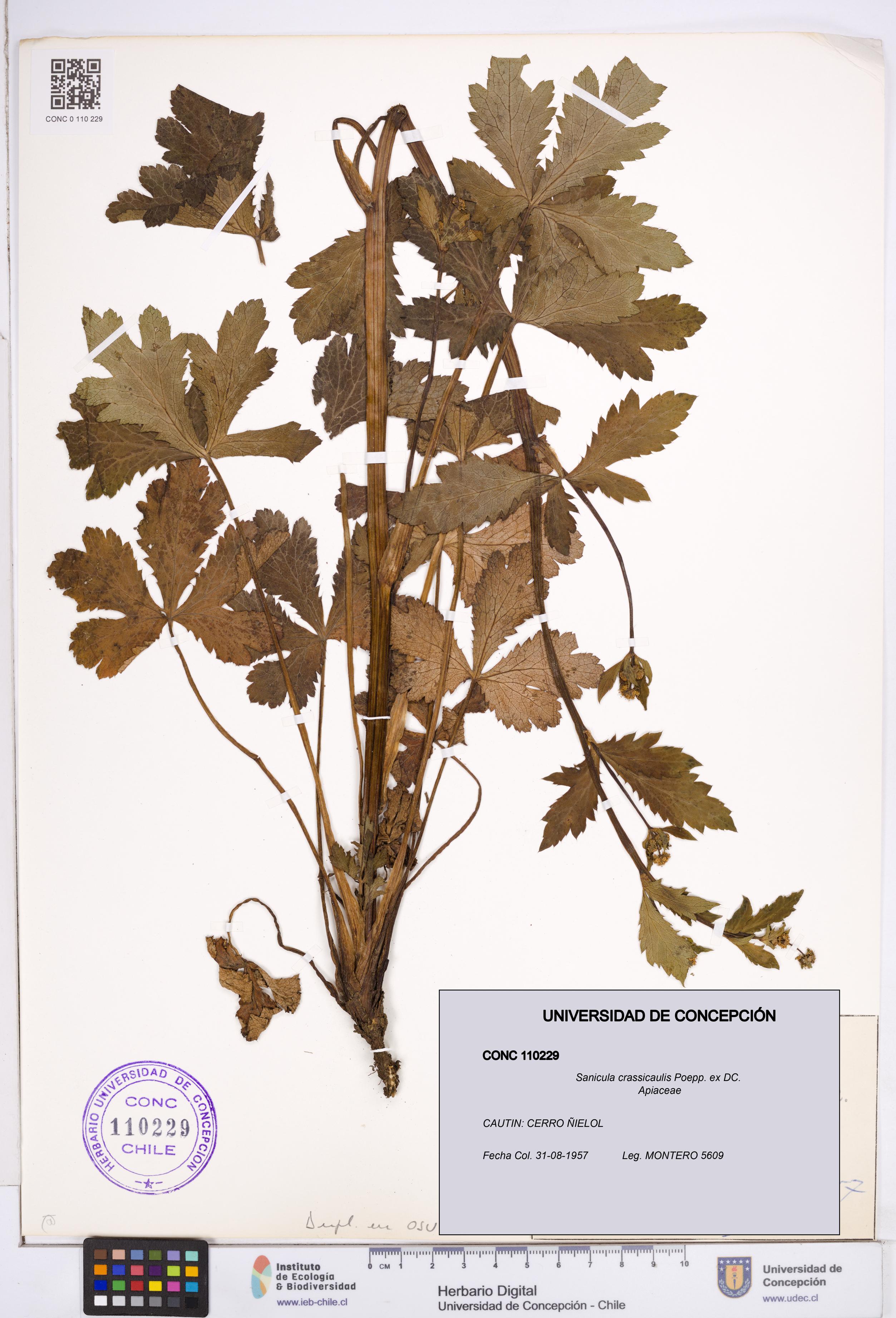 Sanicula crassicaulis [Espécimen: ]