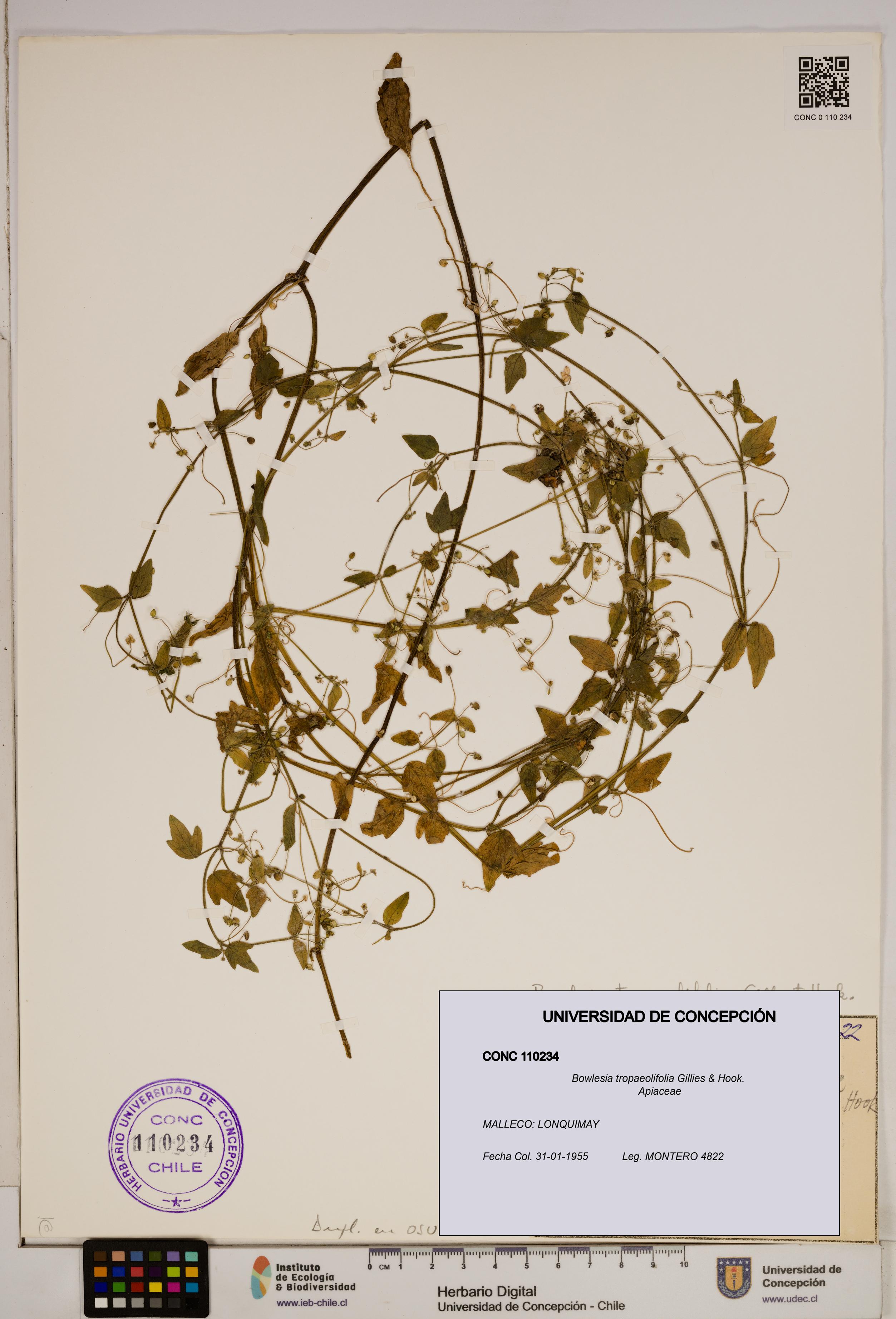 Bowlesia tropaeolifolia [Espécimen: ]