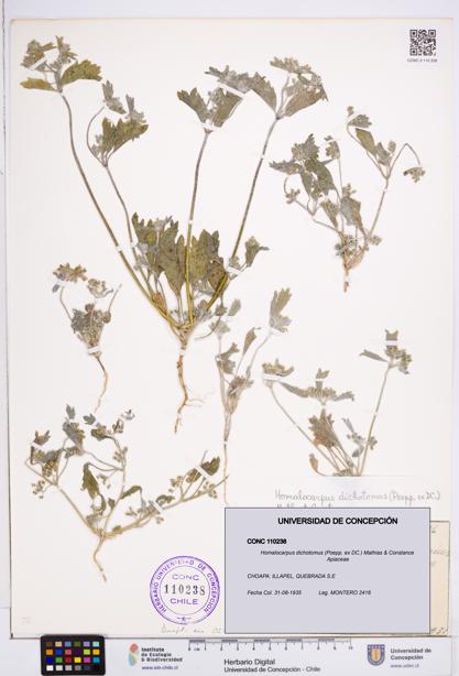Homalocarpus dichotomus [Espécimen: ]