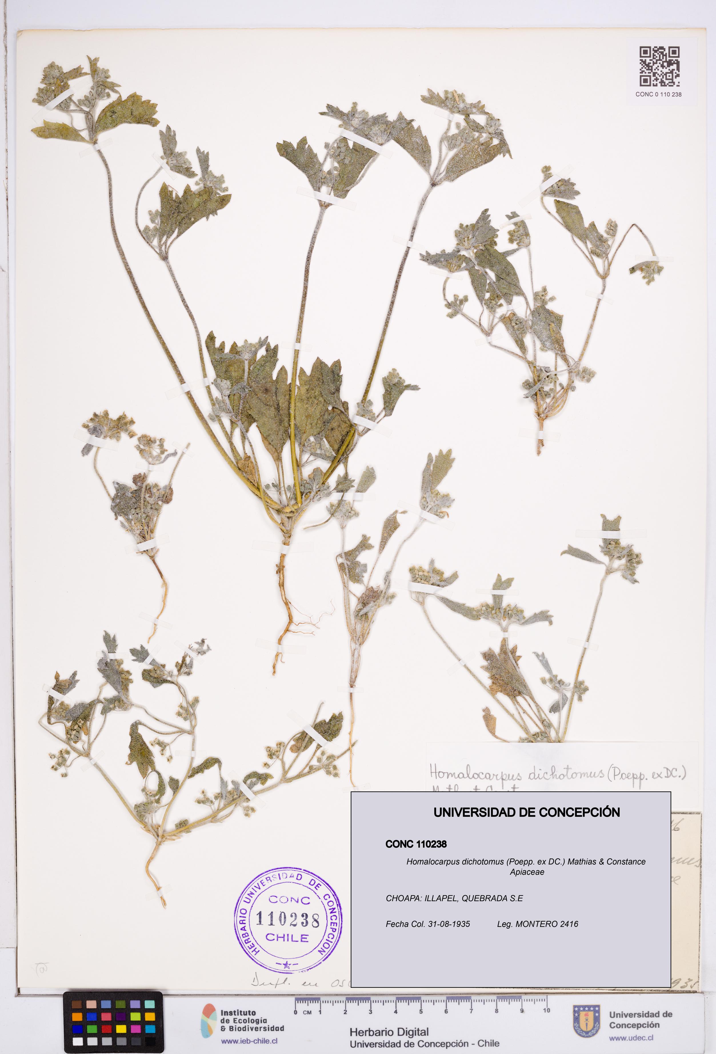 Homalocarpus dichotomus [Espécimen: ]