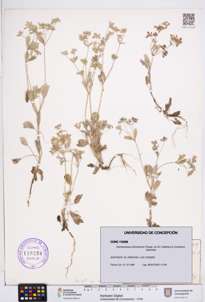 Homalocarpus dichotomus [Espécimen: ]