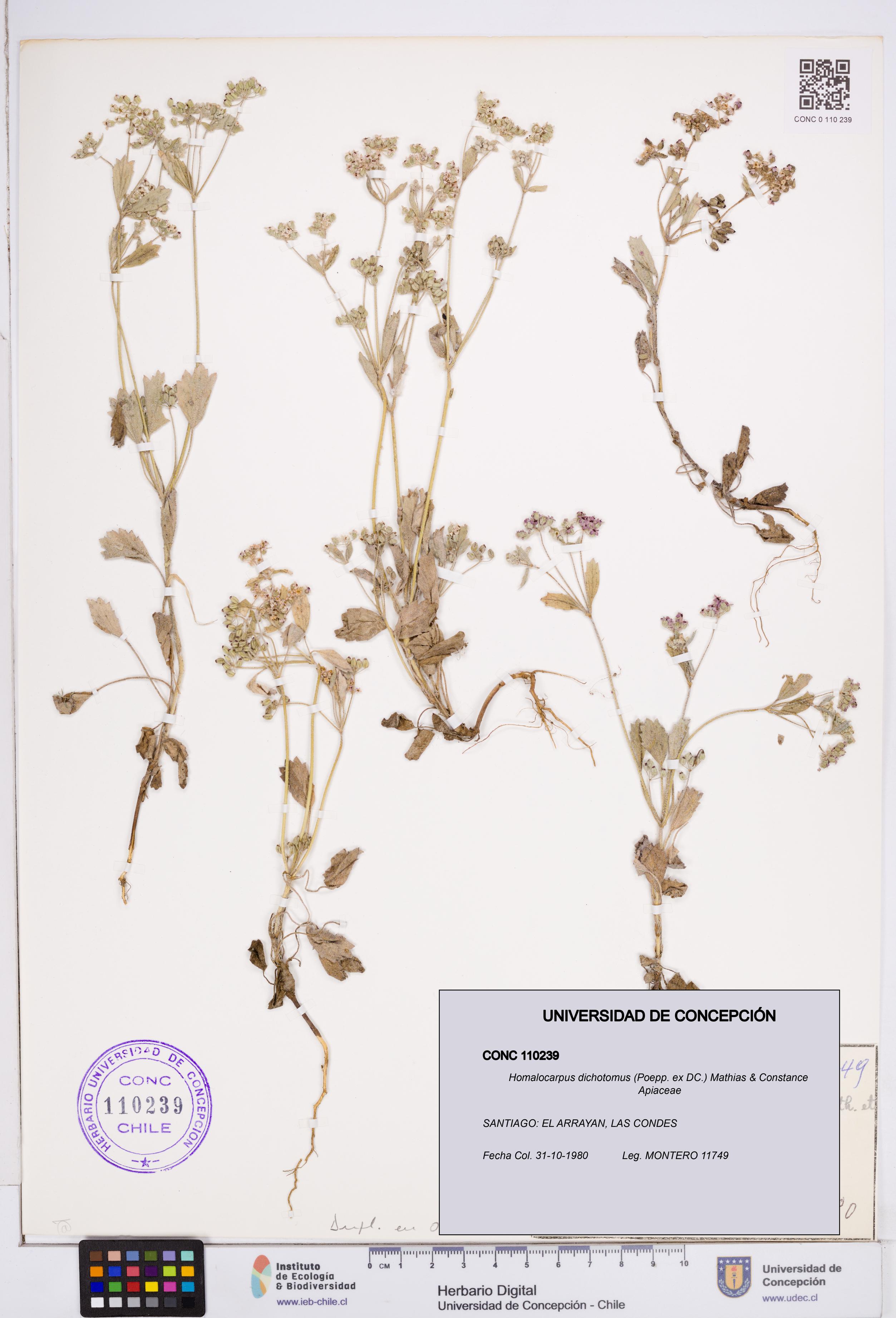 Homalocarpus dichotomus [Espécimen: ]