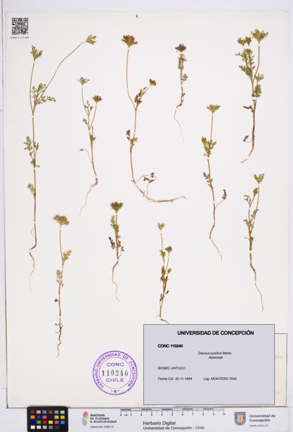Daucus pusillus [Espécimen: ]