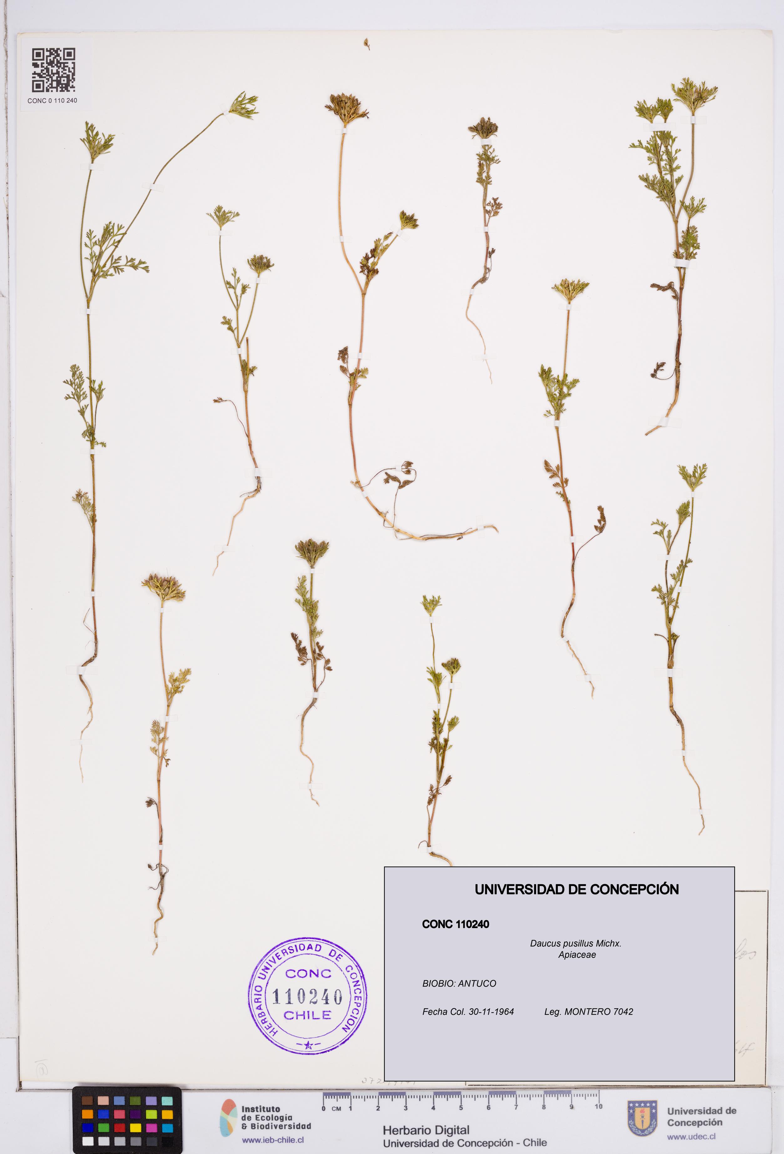 Daucus pusillus [Espécimen: ]