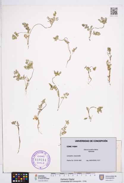 Daucus pusillus [Espécimen: ]