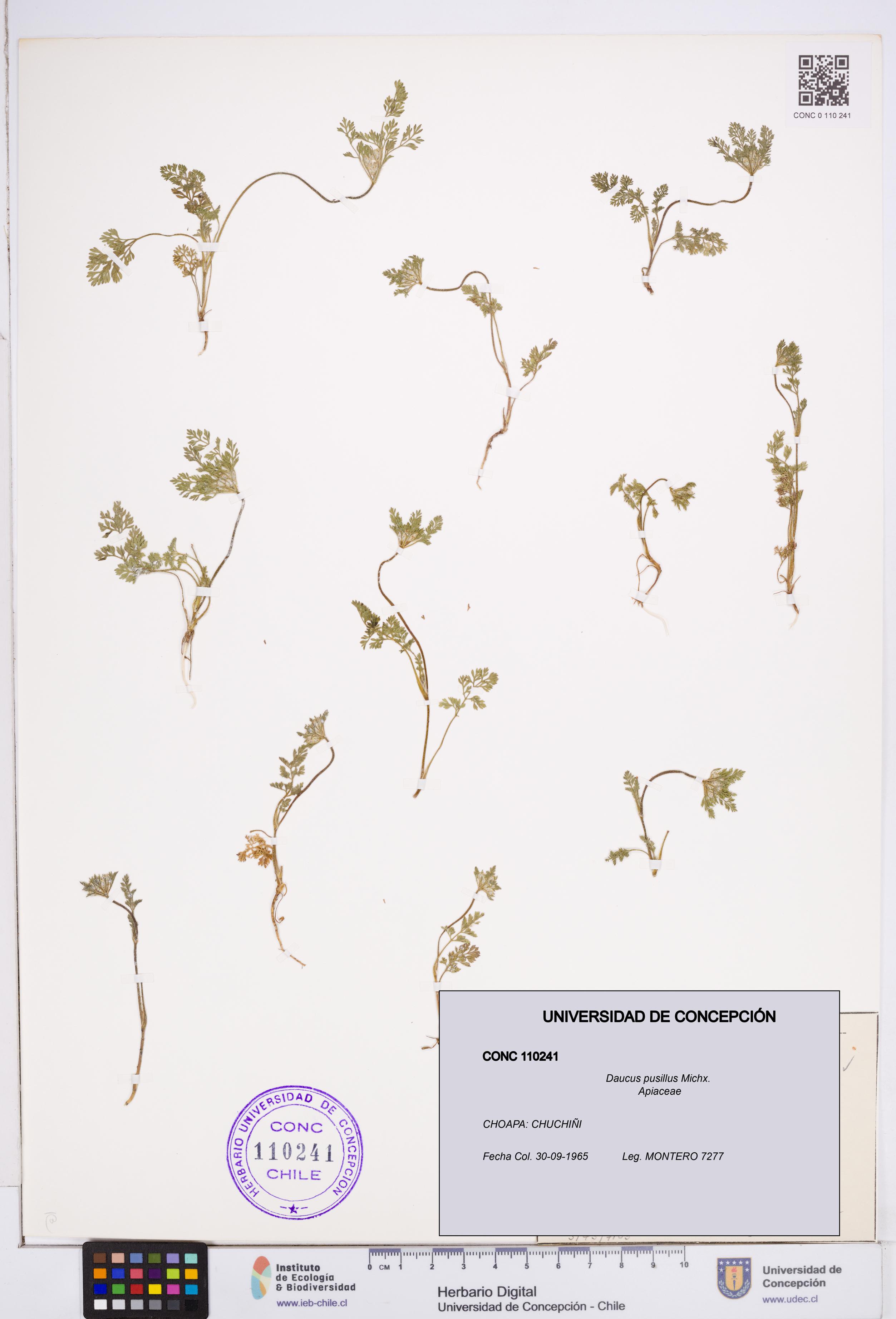 Daucus pusillus [Espécimen: ]