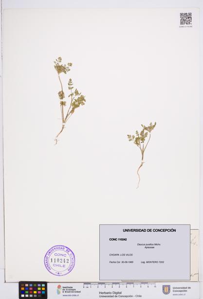 Daucus pusillus [Espécimen: ]