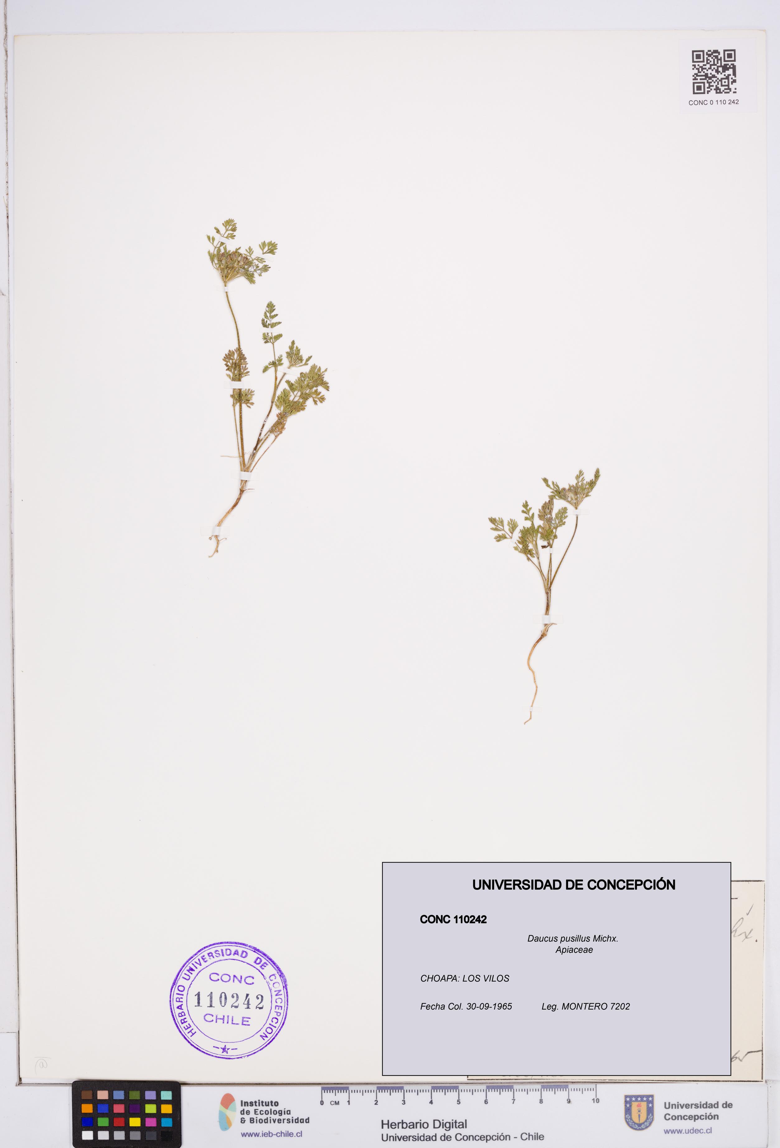 Daucus pusillus [Espécimen: ]