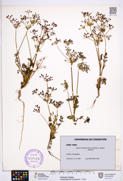 Daucus montanus [Espécimen: ]