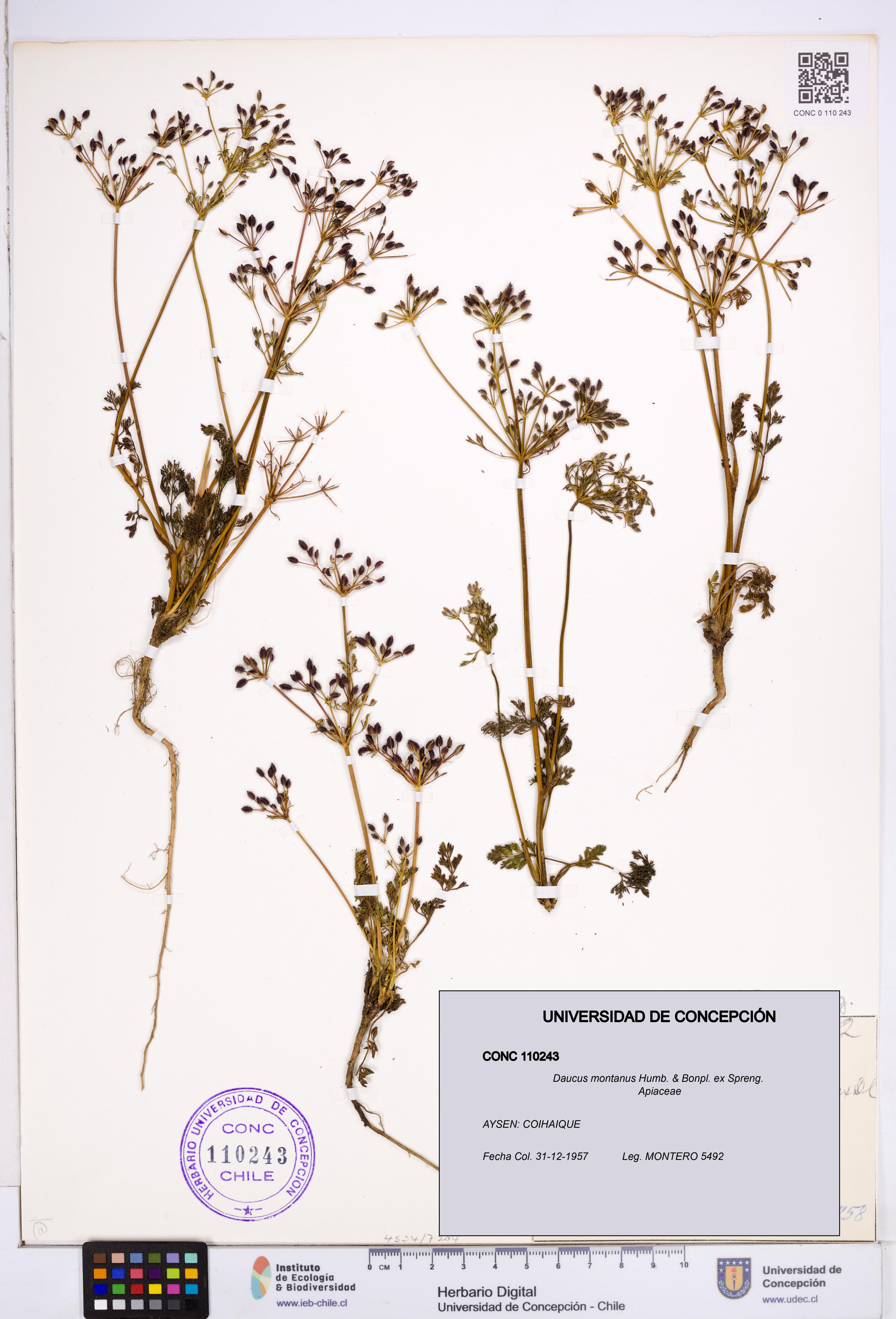 Daucus montanus [Espécimen: ]