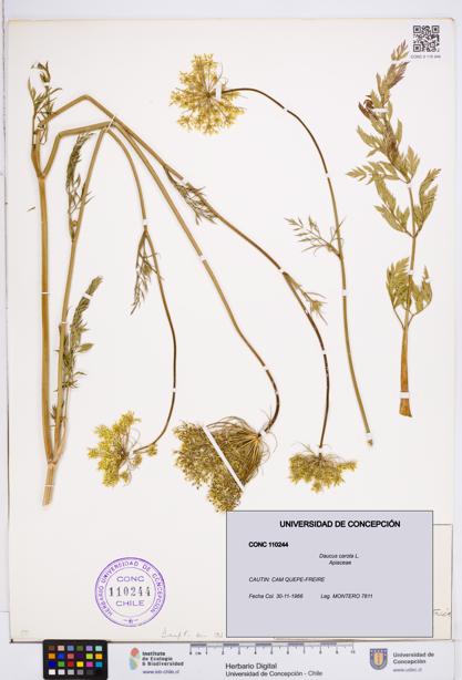 Daucus carota [Espécimen: ]
