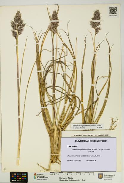 Cortaderia egmontiana [Espécimen: UDEC:CONC:0110245]