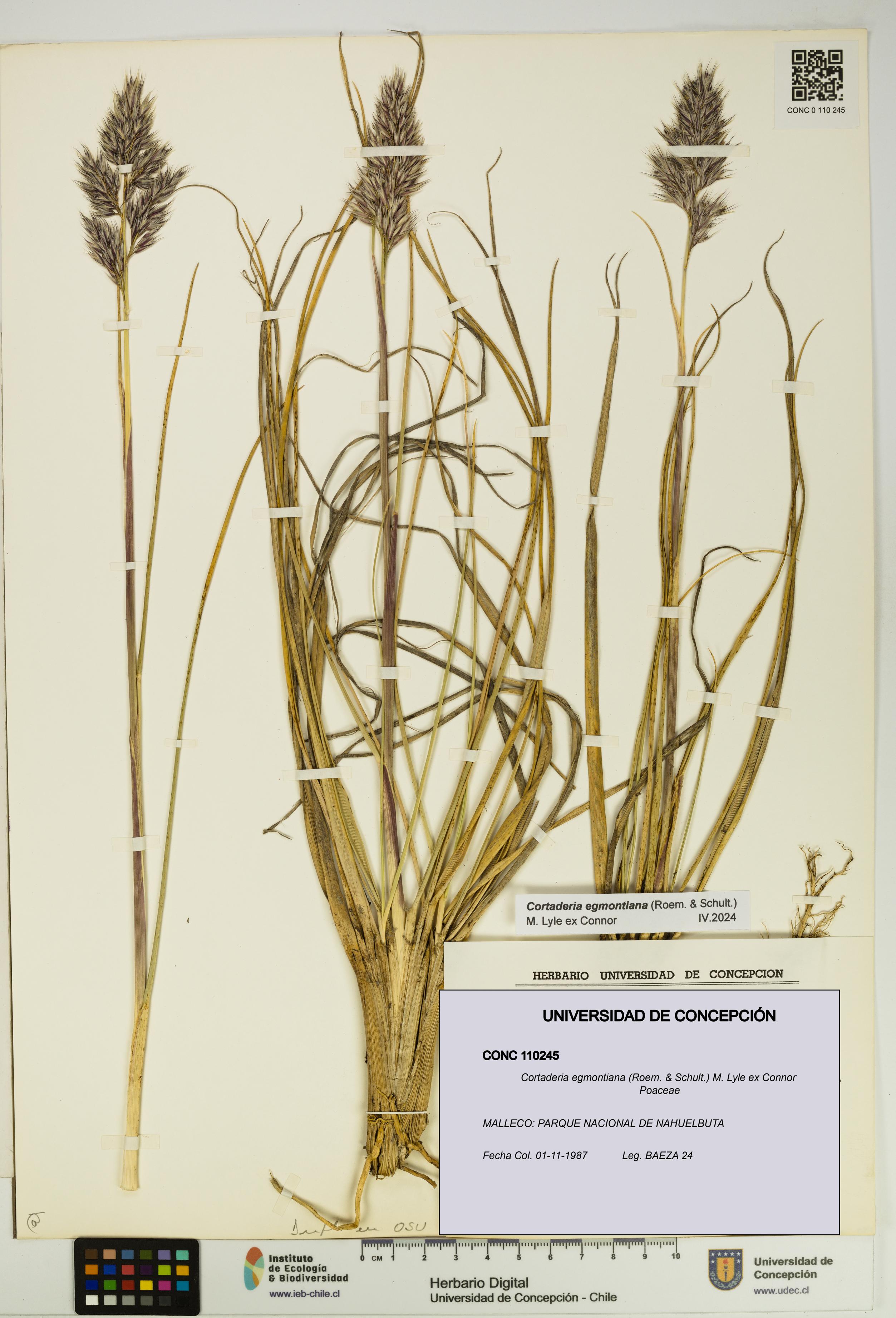 Cortaderia egmontiana [Espécimen: UDEC:CONC:0110245]