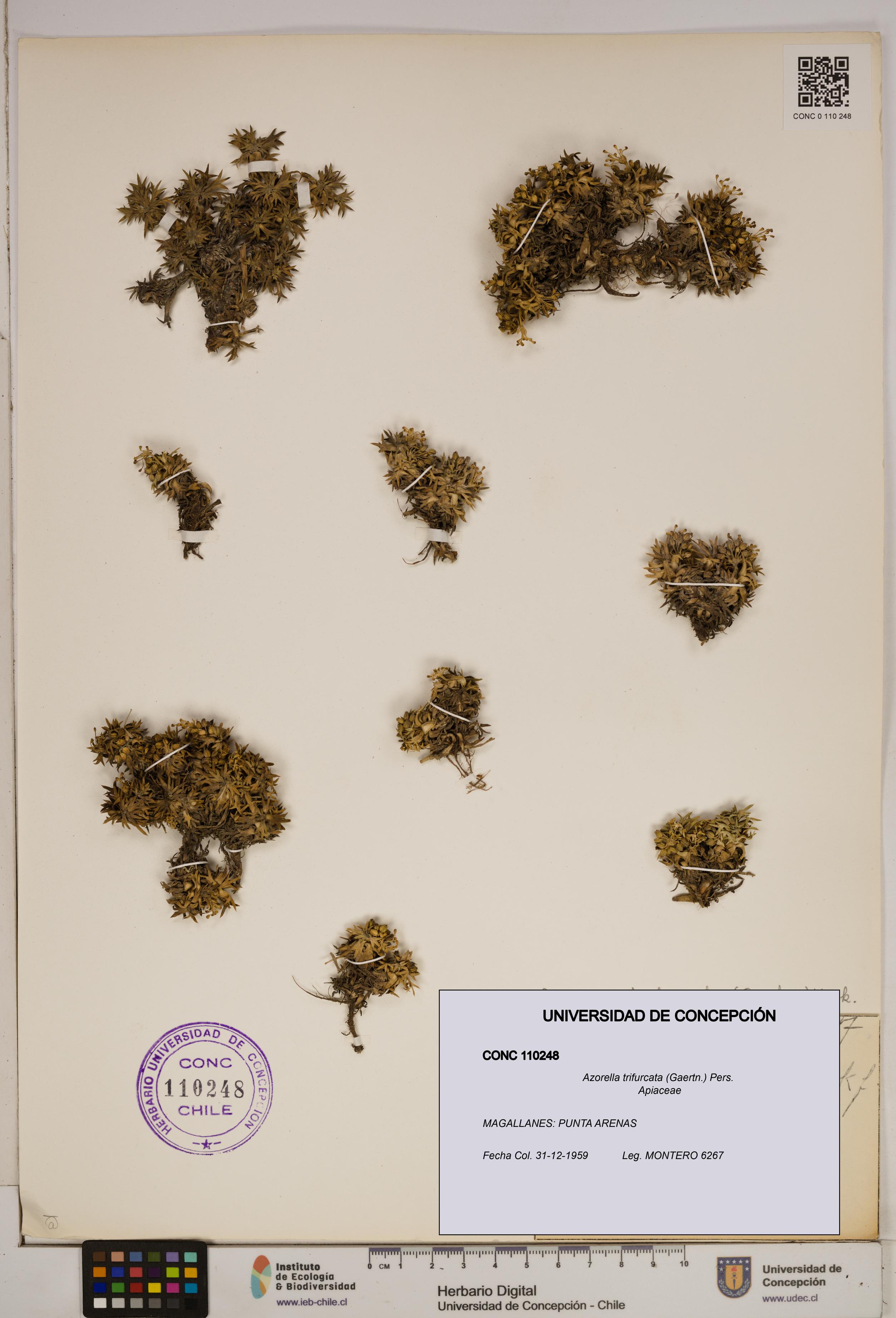 Azorella trifurcata [Espécimen: ]