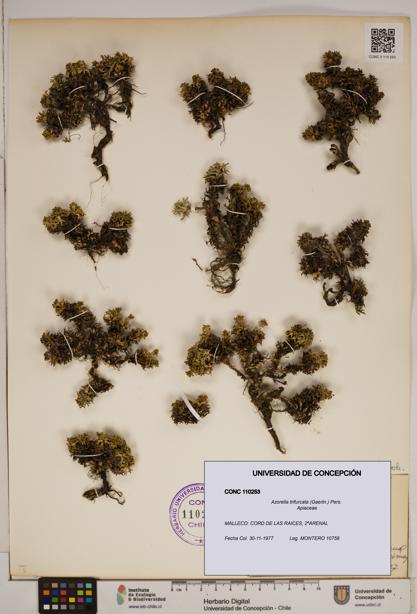 Azorella trifurcata [Espécimen: ]