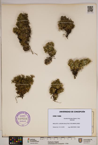 Azorella trifurcata [Espécimen: ]
