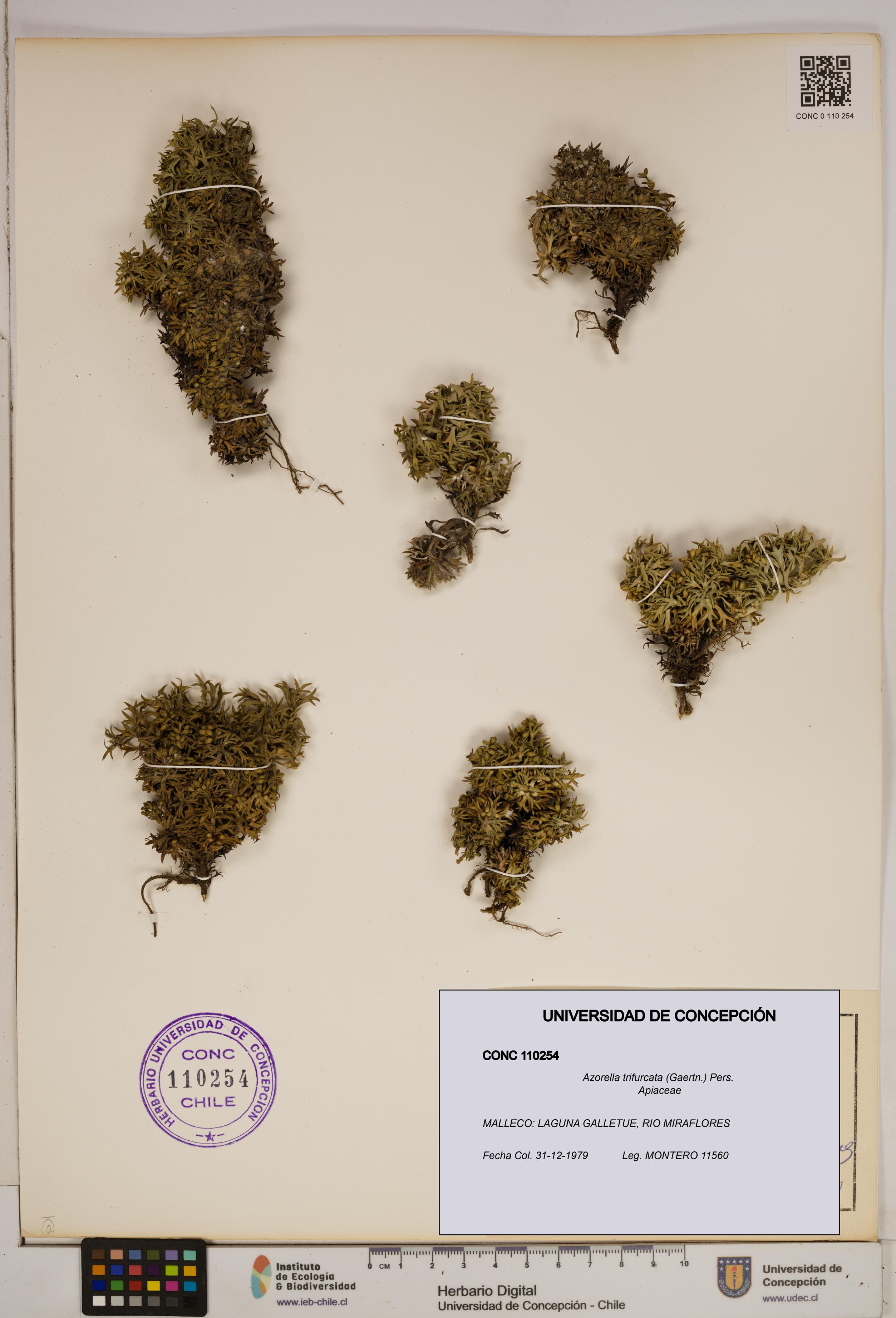 Azorella trifurcata [Espécimen: ]