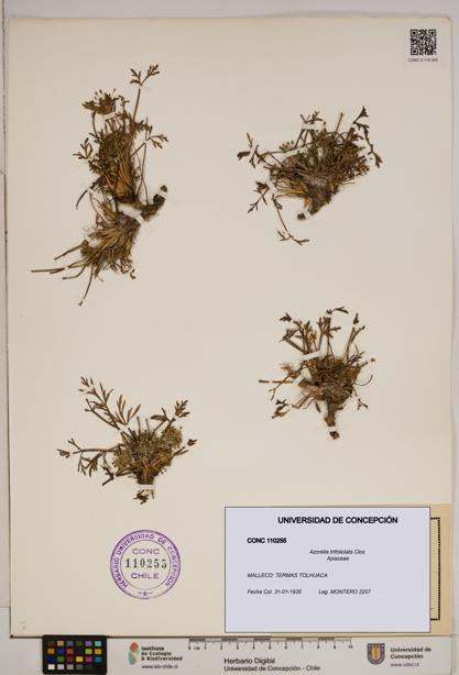 Azorella trifoliolata [Espécimen: ]