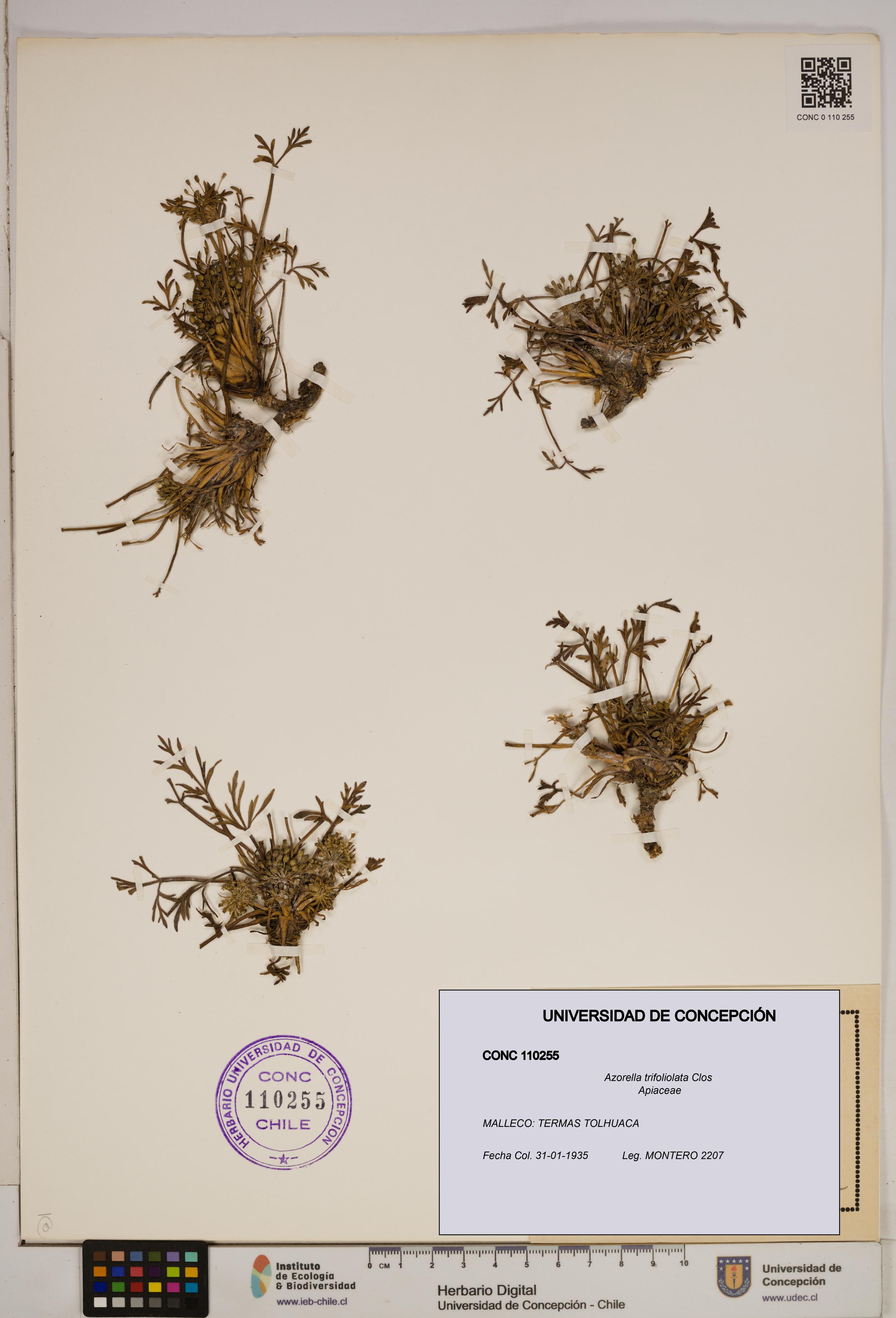 Azorella trifoliolata [Espécimen: ]