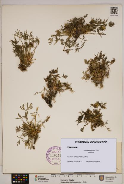 Azorella trifoliolata [Espécimen: ]