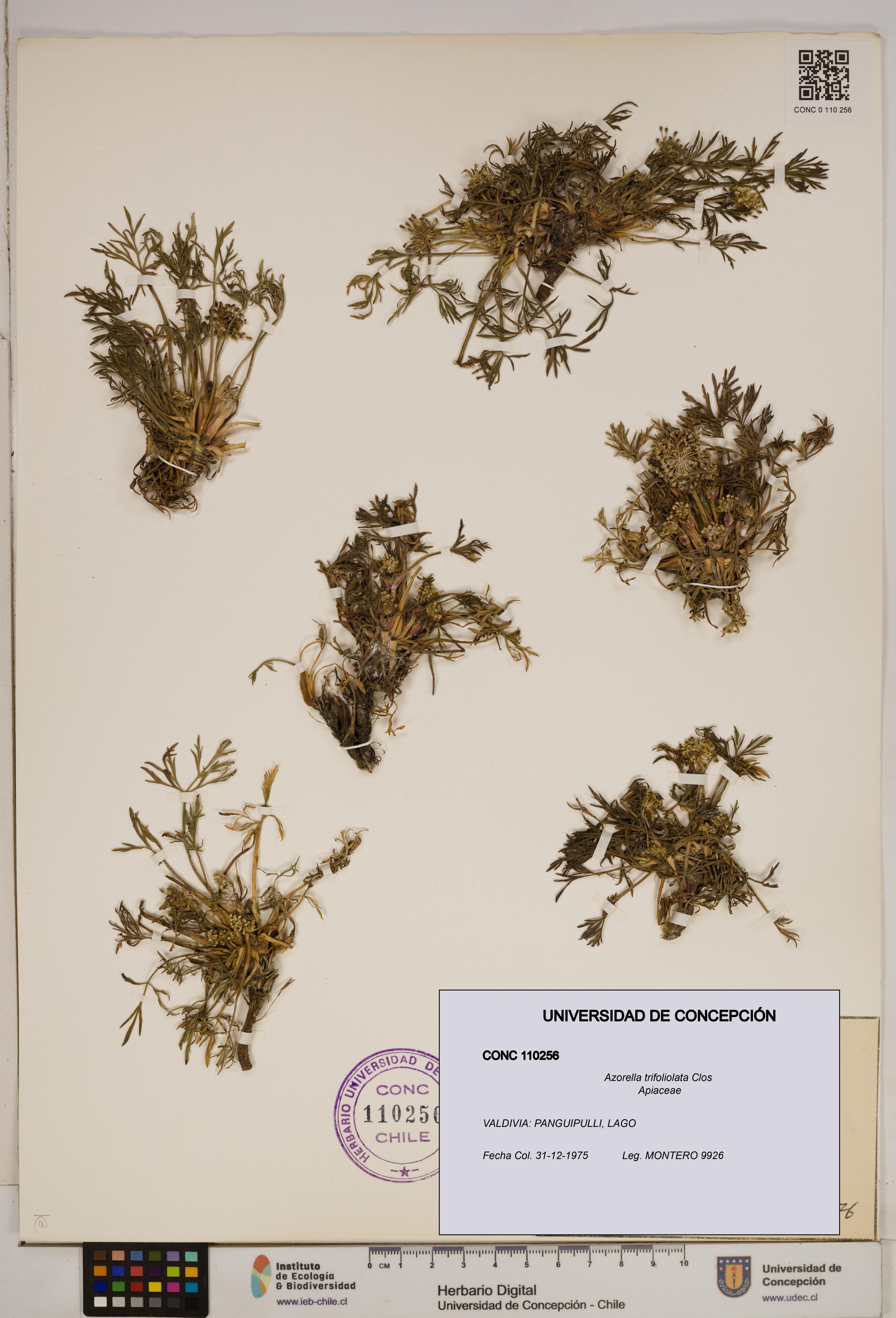 Azorella trifoliolata [Espécimen: ]