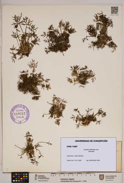 Azorella trifoliolata [Espécimen: ]