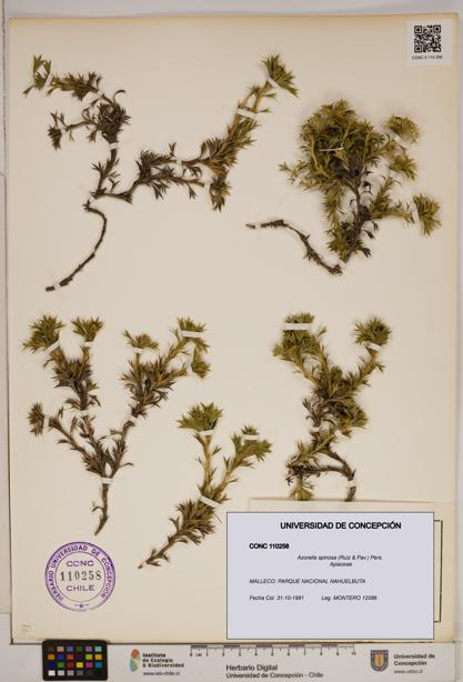 Azorella spinosa [Espécimen: ]