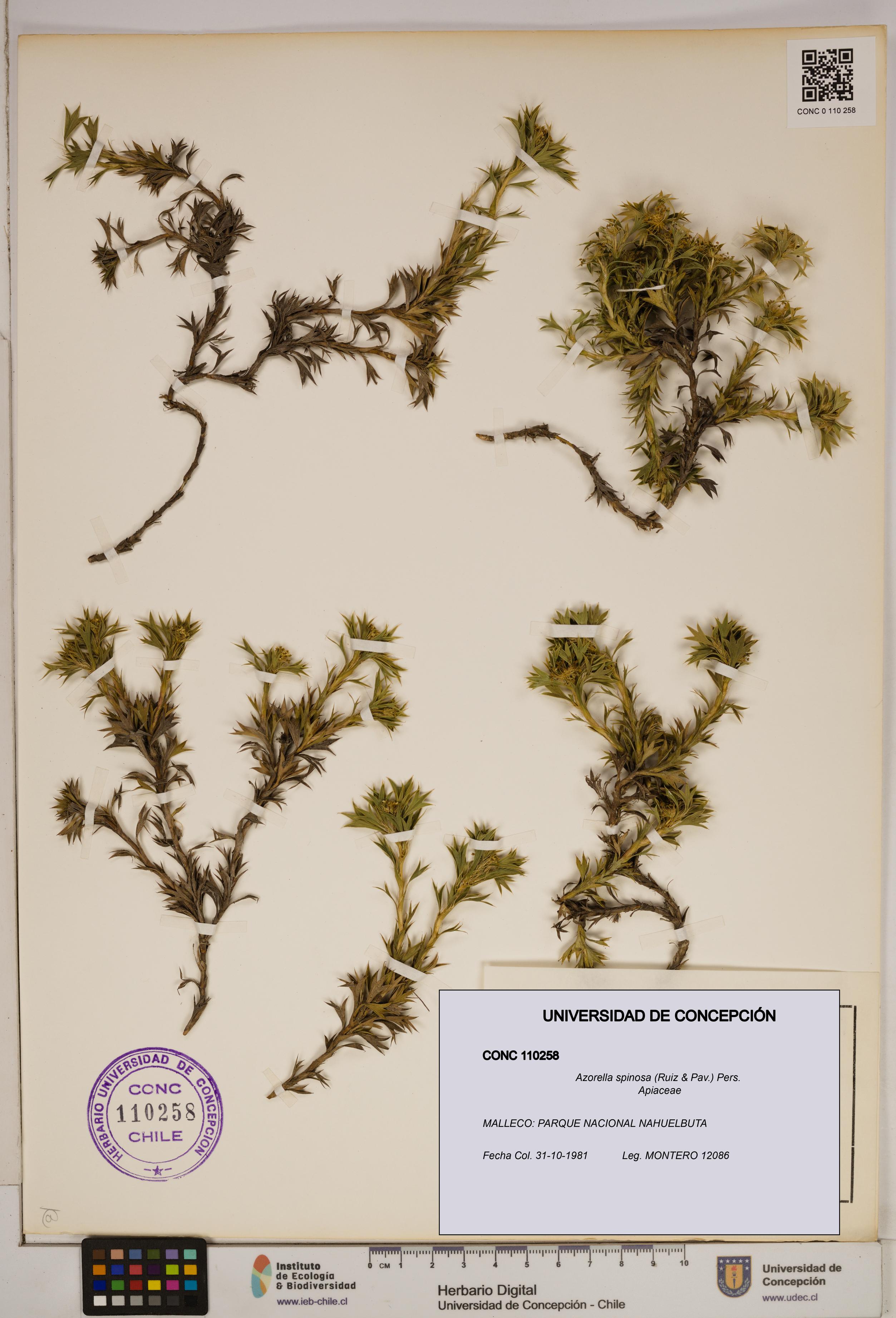 Azorella spinosa [Espécimen: ]