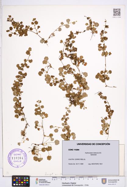 Hydrocotyle indecora [Espécimen: ]