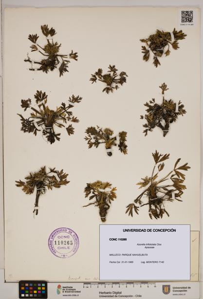 Azorella trifoliolata [Espécimen: ]