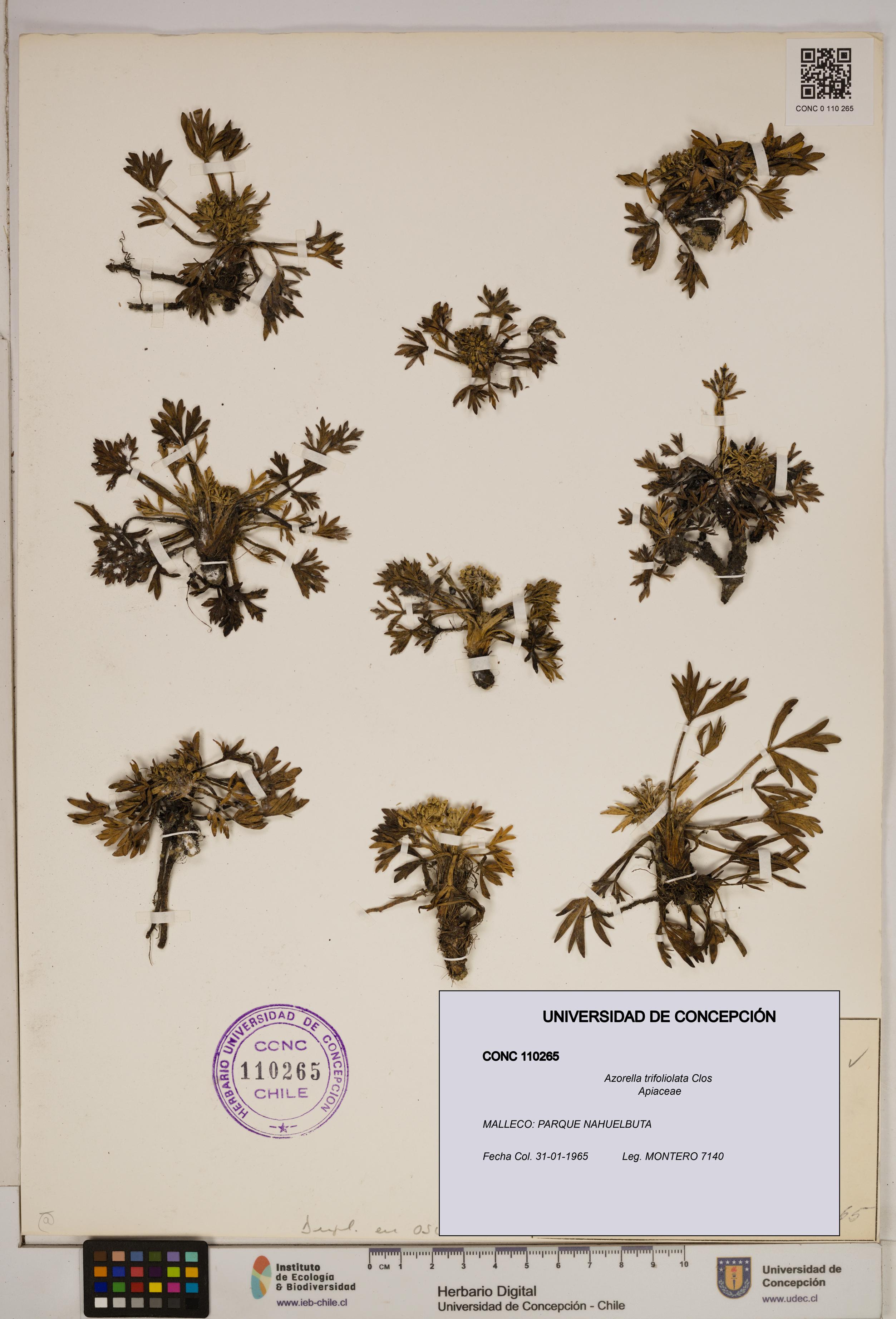 Azorella trifoliolata [Espécimen: ]