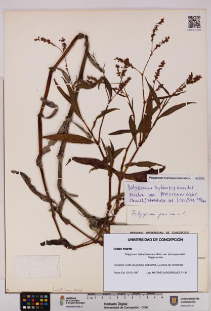 Polygonum hydropiperoides var. hydropiperoides [Espécimen: UDEC:CONC:0110270]