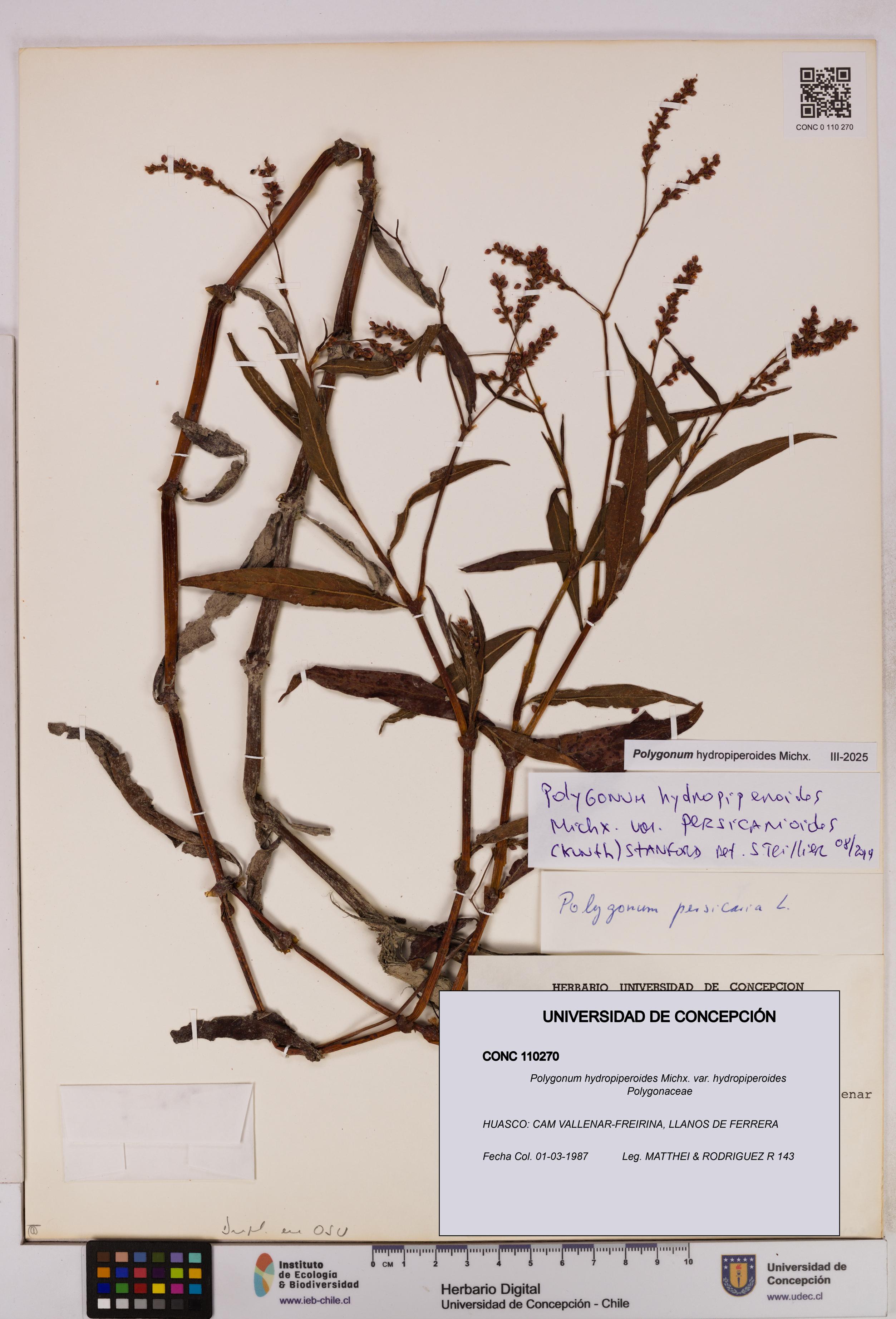 Polygonum hydropiperoides var. hydropiperoides [Espécimen: UDEC:CONC:0110270]