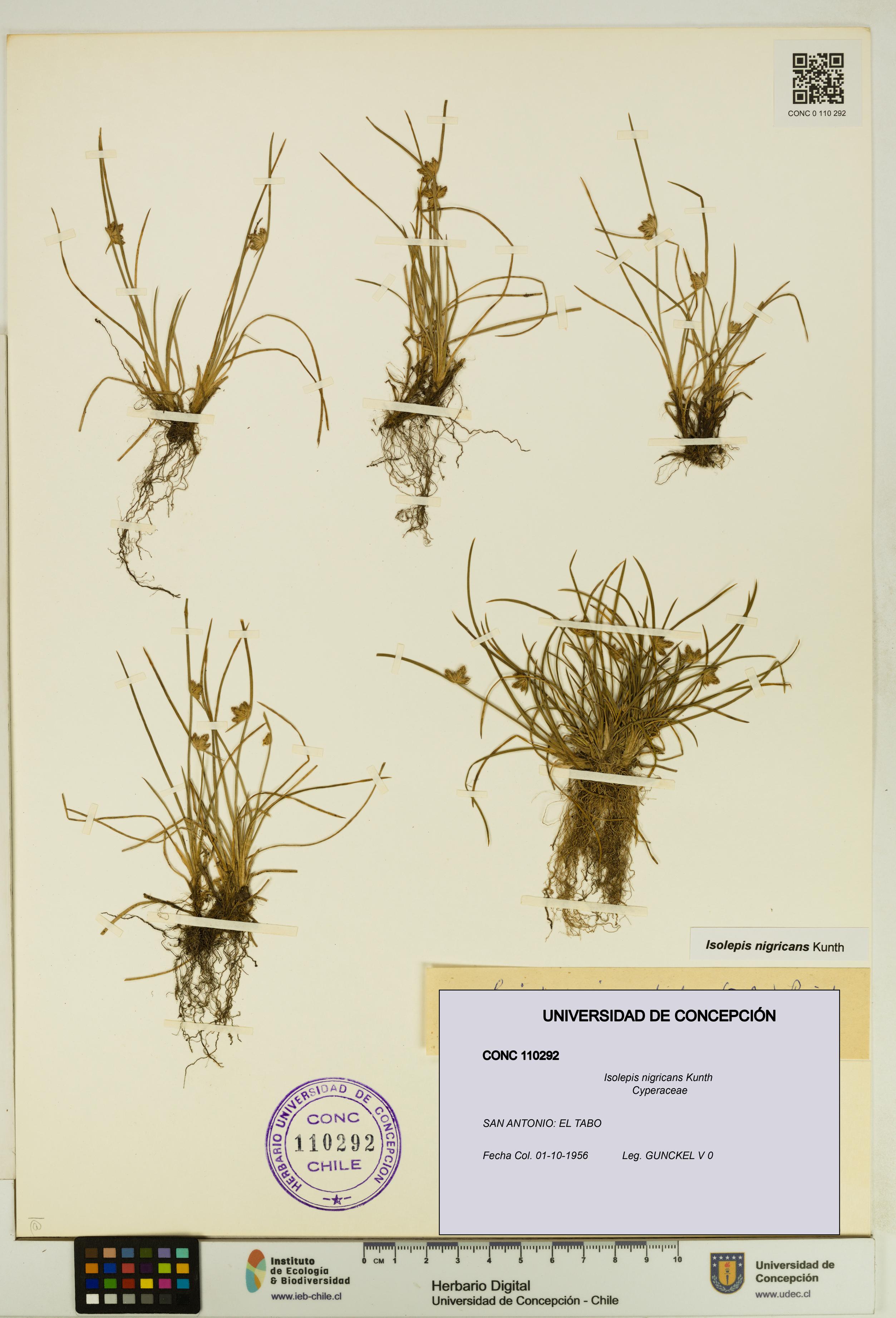 Isolepis nigricans [Espécimen: UDEC:CONC:0110292]