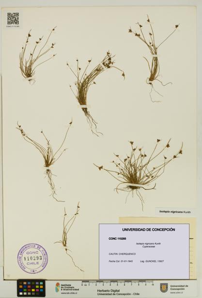 Isolepis nigricans [Espécimen: UDEC:CONC:0110293]