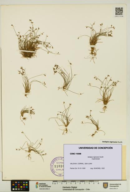Isolepis nigricans [Espécimen: UDEC:CONC:0110308]