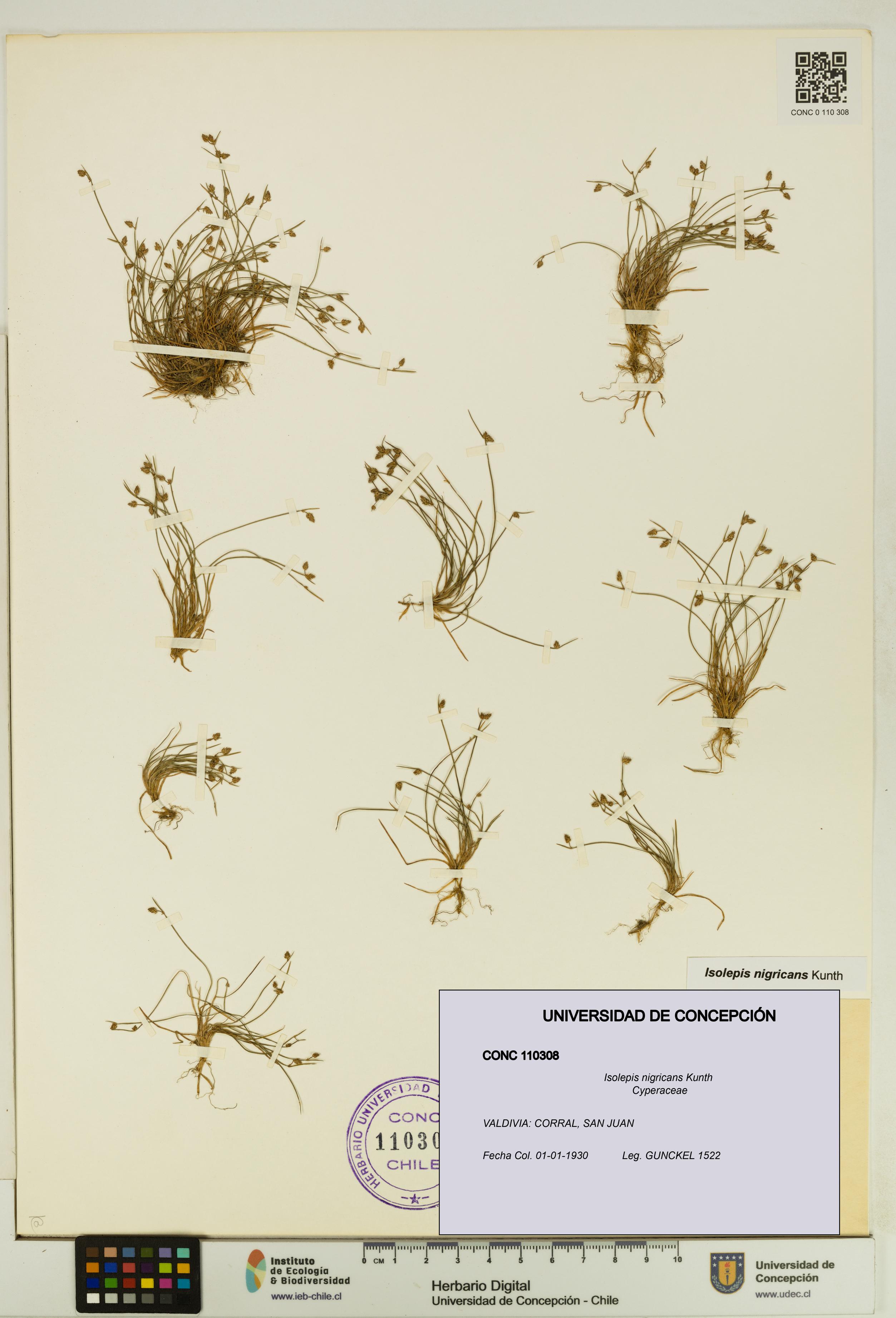 Isolepis nigricans [Espécimen: UDEC:CONC:0110308]