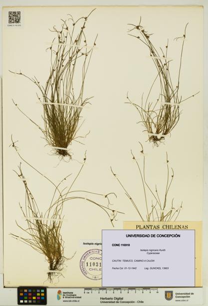Isolepis nigricans [Espécimen: UDEC:CONC:0110310]
