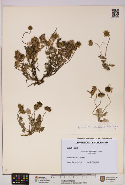 Arctotheca calendula [Espécimen: UDEC:CONC:0110316]