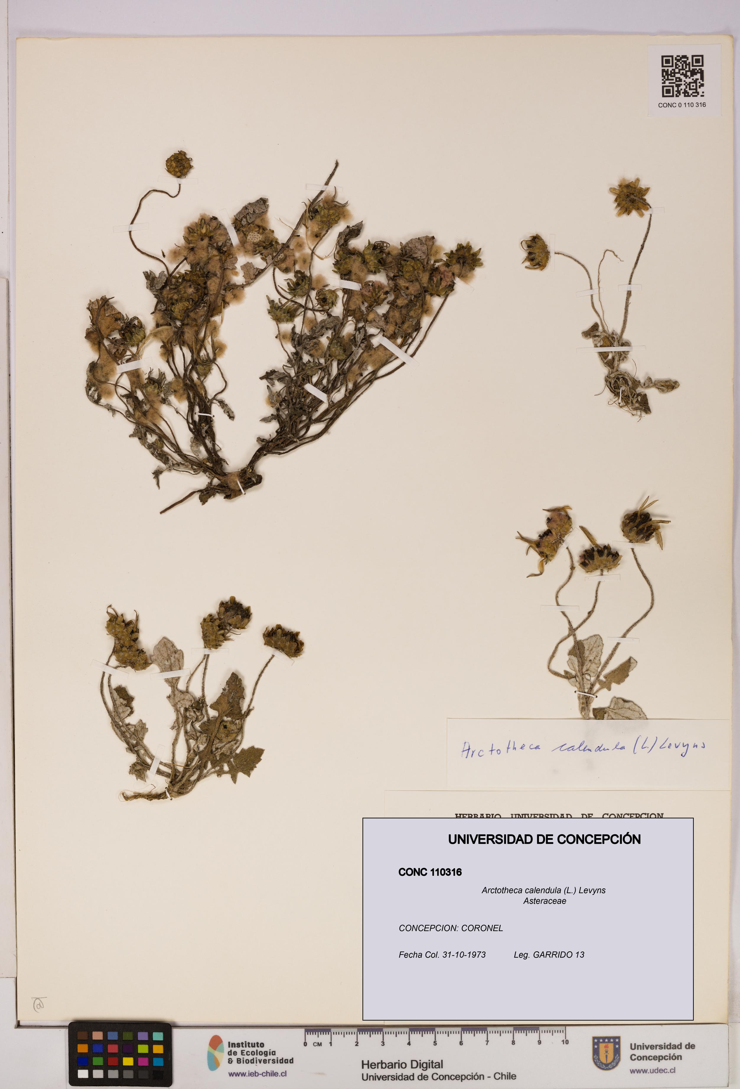 Arctotheca calendula [Espécimen: UDEC:CONC:0110316]