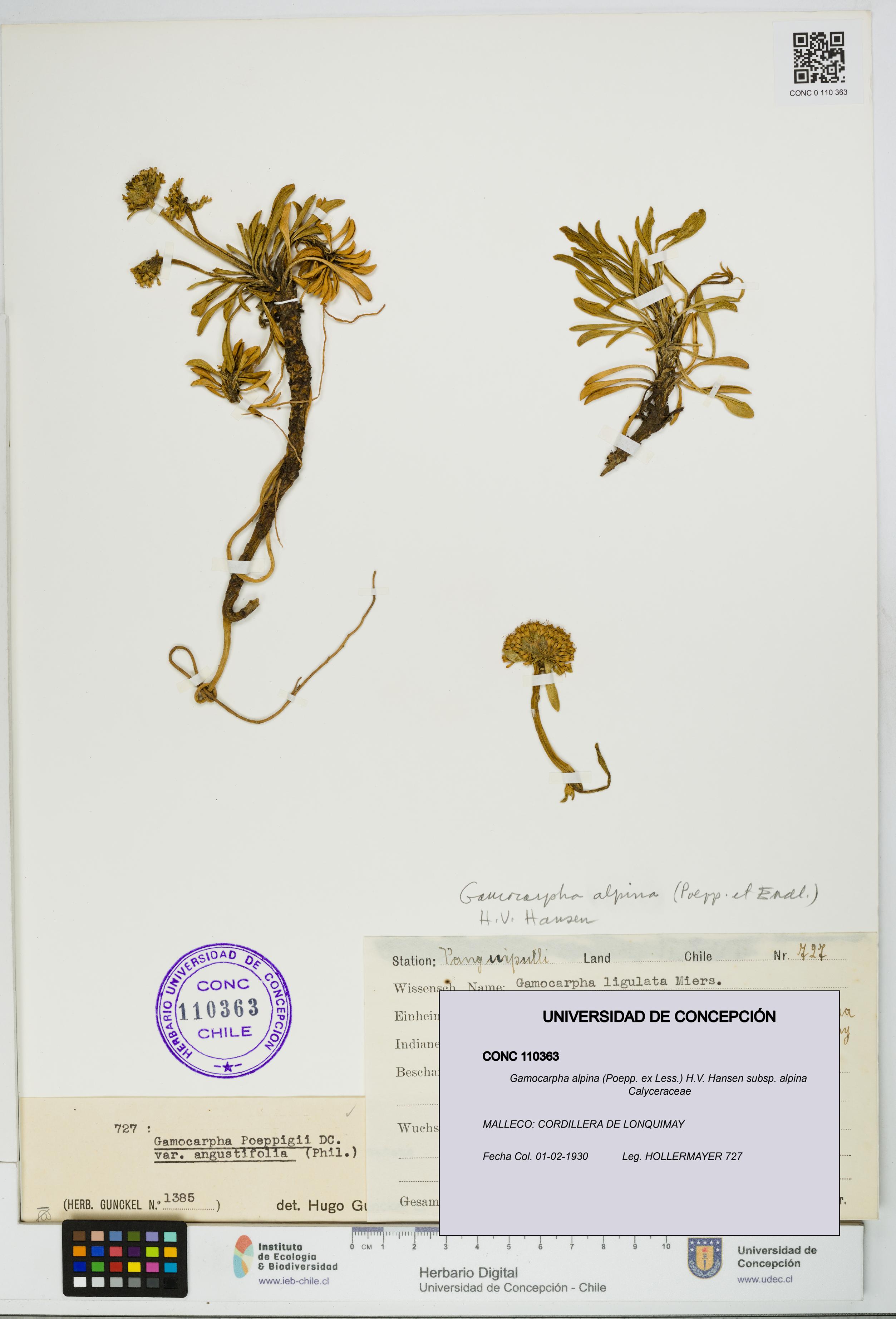 Gamocarpha alpina subsp. alpina [Espécimen: UDEC:CONC:0110363]