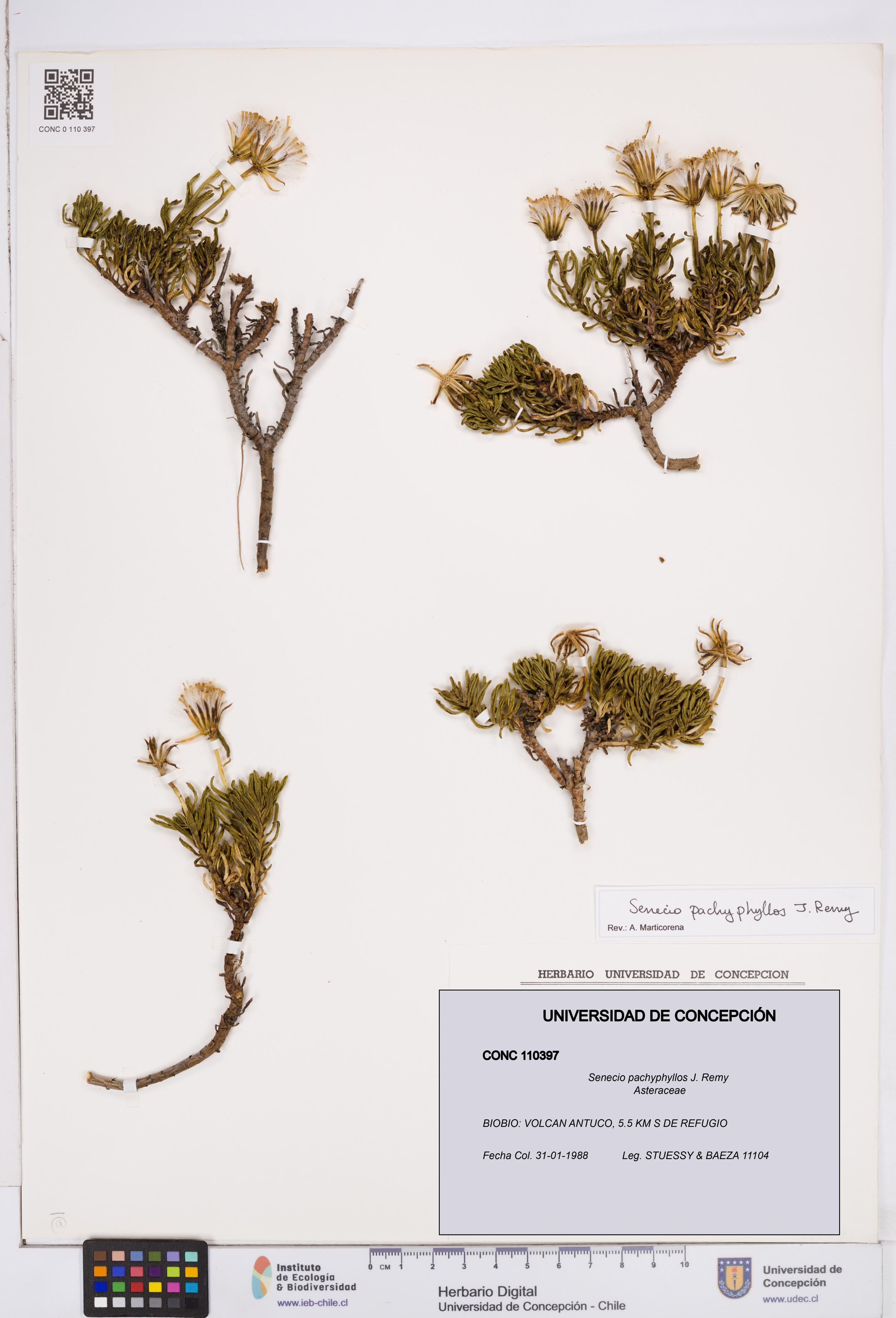 Senecio pachyphyllos [Espécimen: ]